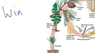 Gymnosperm Reproduction [upl. by Halilahk]