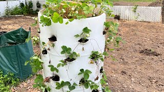 DIY 55 Gallon Strawberry Planter Grow Tons of Strawberries 🍓🌟 Strawberry Tower [upl. by Niamreg]