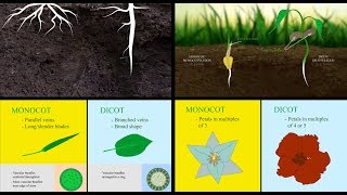 Monocots vs Dicots [upl. by Armillia]