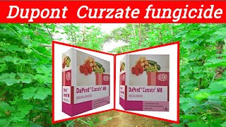 Dupont Curzate fungicide  Cymoxanil 8 Mancozeb 64WP Curzate fungicide price dose work result [upl. by Annaek]