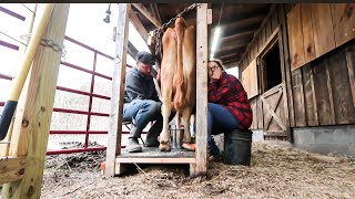 Milking My Cows Just Got Easier  Stanchion Tour [upl. by Leyla]