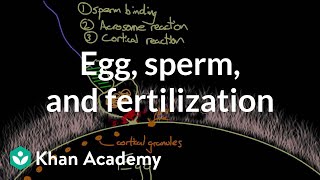 Egg sperm and fertilization  Behavior  MCAT  Khan Academy [upl. by Kermie840]