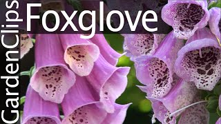 Foxglove  Digitalis purpurea  Growing Foxglove [upl. by Rasure964]