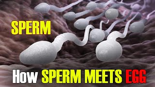 Fertilization  How Sperm Meets an Egg Fertilization I Incredible 3D Animation [upl. by Spracklen]