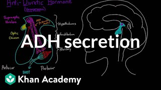 ADH secretion  Renal system physiology  NCLEXRN  Khan Academy [upl. by Ahtelrac]