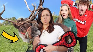 SURPRISING FRIENDS WITH REAL REINDEER [upl. by Esirec]