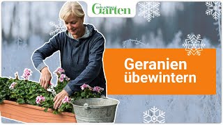 Geranien überwintern Die beste Methode [upl. by Evadne]