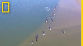 Wild Dolphins Help Fishermen and Get Rewarded  National Geographic [upl. by Margaret521]