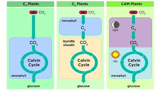 Types of Photosynthesis in Plants C3 C4 and CAM [upl. by Annekahs29]