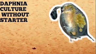 HOW TO CULTURE DAPHNIA NATURALLY WITHOUT A STARTER [upl. by Nnayrb654]