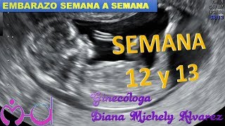 SEMANA 12 Y 13 EMBARAZO SEMANA A SEMANA POR GINECOLOGA DIANA ALVAREZ [upl. by Amabil153]