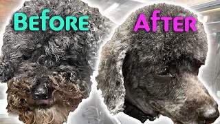 GROOMING a MATTED POODLE Mix Without Stress [upl. by Enilrae]