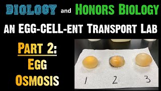 Transport Lab  Part 2 Egg Osmosis [upl. by Zimmermann]