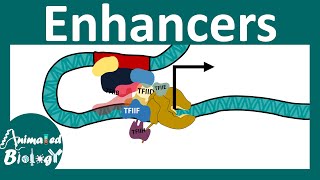 Enhancers  Transcriptional regulation by Enhancers  Enhancer promoter loop [upl. by Oulman658]