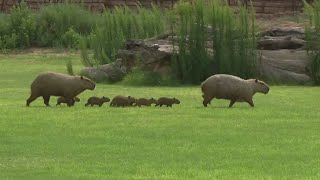 Capybara at Wildlife World Zoo [upl. by Atterehs]