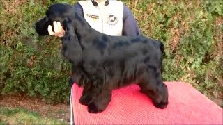 English Cocker Spaniel grooming by Rita Szakács [upl. by Alios]