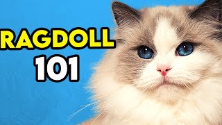 Ragdoll Cat 101  Learn EVERYTHING About Them [upl. by Lucho]