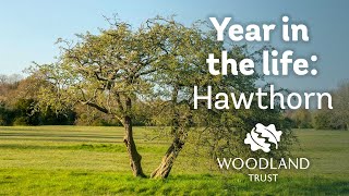 A year in the life of a hawthorn tree [upl. by Eibbob380]