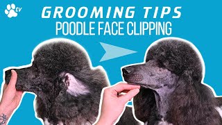 How to clip a standard poodles face  Grooming Tips  TRANSGROOM [upl. by Patience448]