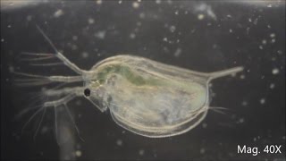 Daphnia magna under the Microscope [upl. by Chally828]