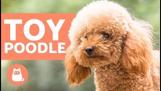 TOY POODLE  Characteristics Character and Care [upl. by Iilek]