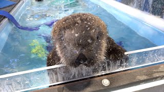 Kelp And Sea Otters Go Together [upl. by Allisurd]