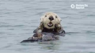 Wild Sea Otter Grooming [upl. by Rasia]