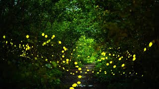 Homegrown  Discover the Secret Science of Fireflies [upl. by Allenod173]