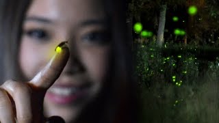 FIREFLIES Time Lapse  Lightning Bugs at Twilight [upl. by Rosabella]