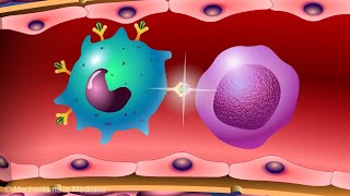 Vaccines and the Immune Response How Vaccines Work [upl. by Aiuqal112]