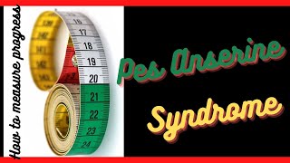 Pes Anserine Bursitis  How to Measure Progress  TriPhysio [upl. by Ettari359]