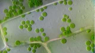 Cyclosis  Cytoplasmic streaming in plant cells Elodea  DIC microscope 1250x [upl. by Hadwin]