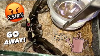 WATERING my TARANTULAS “Part 1 to 10”  throwback ALL EPISODES [upl. by Nolyk]