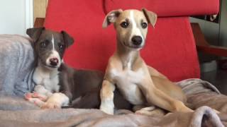 Whippet Puppies [upl. by Iadrahc]