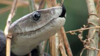 Black Mambas 15 Mamba vs Humans [upl. by Kirred]