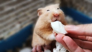 Hamster Babies Growing Up  Day 1 to Day 15 [upl. by Namdor]