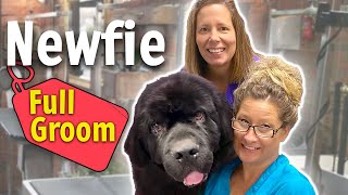 GROOMING a NewFoundland DOG step by step LESSON [upl. by Adilem410]