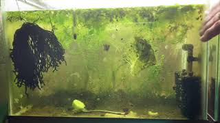 Scuds Daphnia Cherry Shrimp Copepods My aquatic food culture [upl. by Godfrey550]