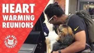 Try Not To Cry  Dogs Reuniting With Their Owners [upl. by Avivah]