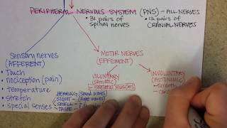 Nervous System Overview [upl. by Marcia983]