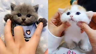 Baby Cats  Cute and Funny Cat Videos Compilation  Cute Kittens In The World [upl. by Hilaire]