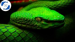 15 Most Venomous Animals on Earth [upl. by Hesther]