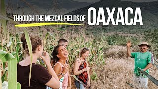 Mezcal tour in a local palenque  Oaxaca Mexico [upl. by Derwood330]