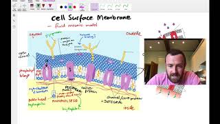 Membranes Mindmap OCR A Level Biology 25 [upl. by Vincenty819]