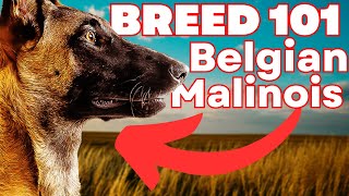 BELGIAN MALINOIS 101 Everything You Need To Know About the Belgian Malinois [upl. by Gertrude]