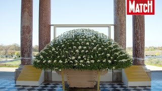 Le chrysanthème une fleur impériale à Versailles [upl. by Dloreg525]