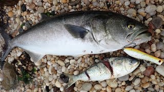 MONSTER Beach Bluefish to 20 Pounds [upl. by Ainnos]