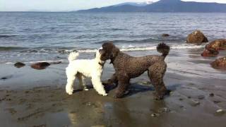 2 Standard Poodles Playing on the Beach [upl. by Lewanna]