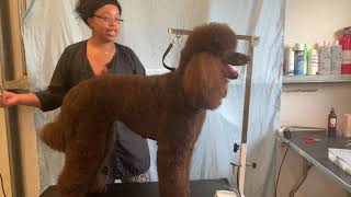 Grooming a Standard Poodle [upl. by Hcir]