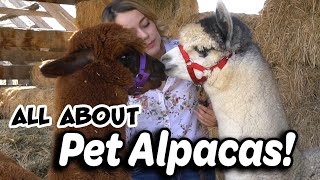 Alpaca Basics for New Owners [upl. by Attebasile]